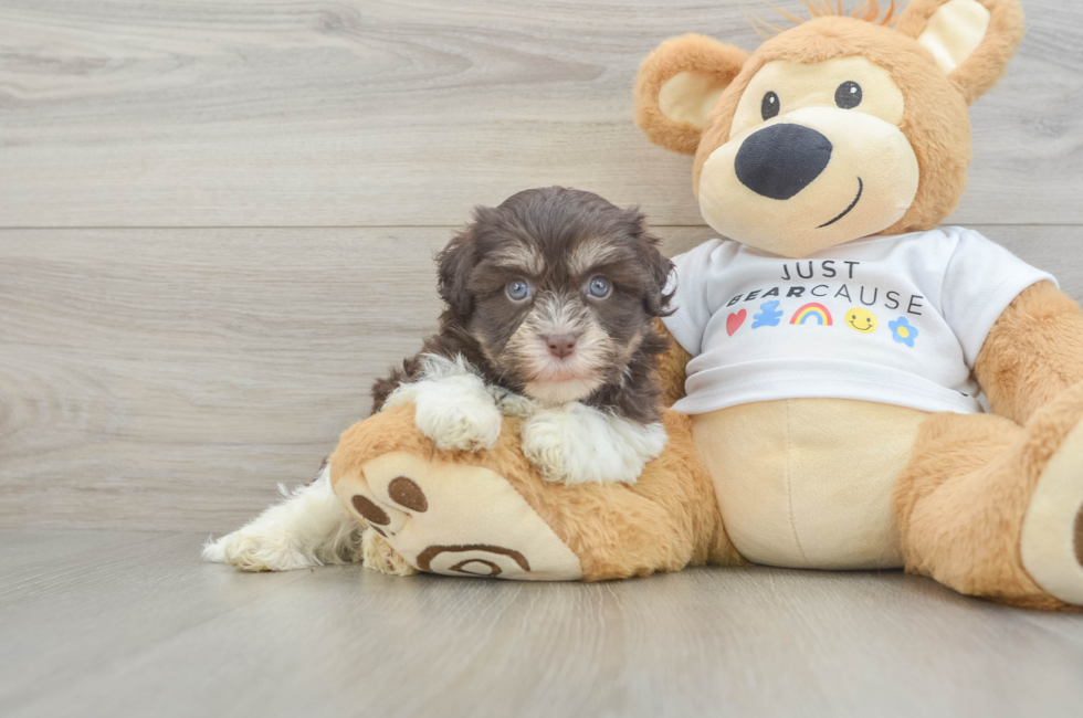 5 week old Havanese Puppy For Sale - Lone Star Pups