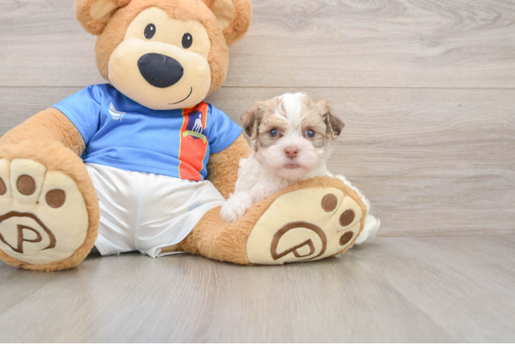 Friendly Havanese Purebred Pup