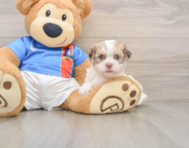5 week old Havanese Puppy For Sale - Lone Star Pups