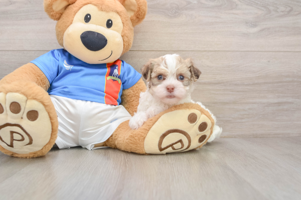 Friendly Havanese Purebred Pup