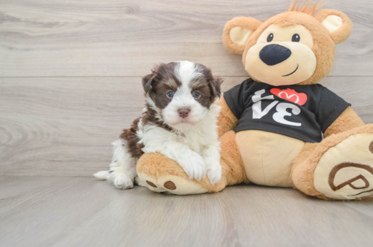 Petite Bichon Havanes Purebred Puppy