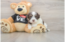 Havanese Puppy for Adoption