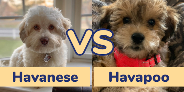 Havanese vs Havapoo: Full Breed Comparison | Lone Star Pups