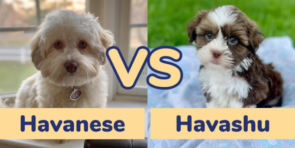 Havanese vs Havashu: Full Dog Breed Comparison | Lone Star Pups