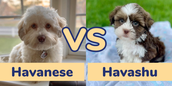 Havanese vs Havashu Comparison