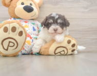 8 week old Havanese Puppy For Sale - Lone Star Pups