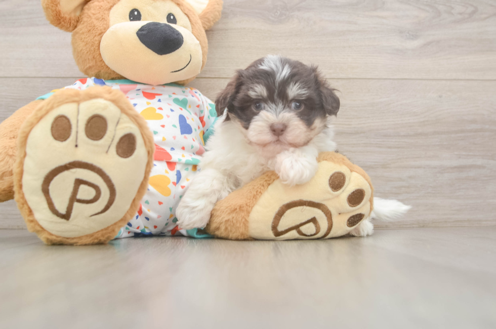 7 week old Havanese Puppy For Sale - Lone Star Pups