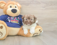 5 week old Havanese Puppy For Sale - Lone Star Pups