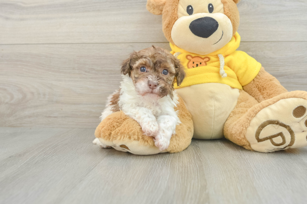 6 week old Havanese Puppy For Sale - Lone Star Pups