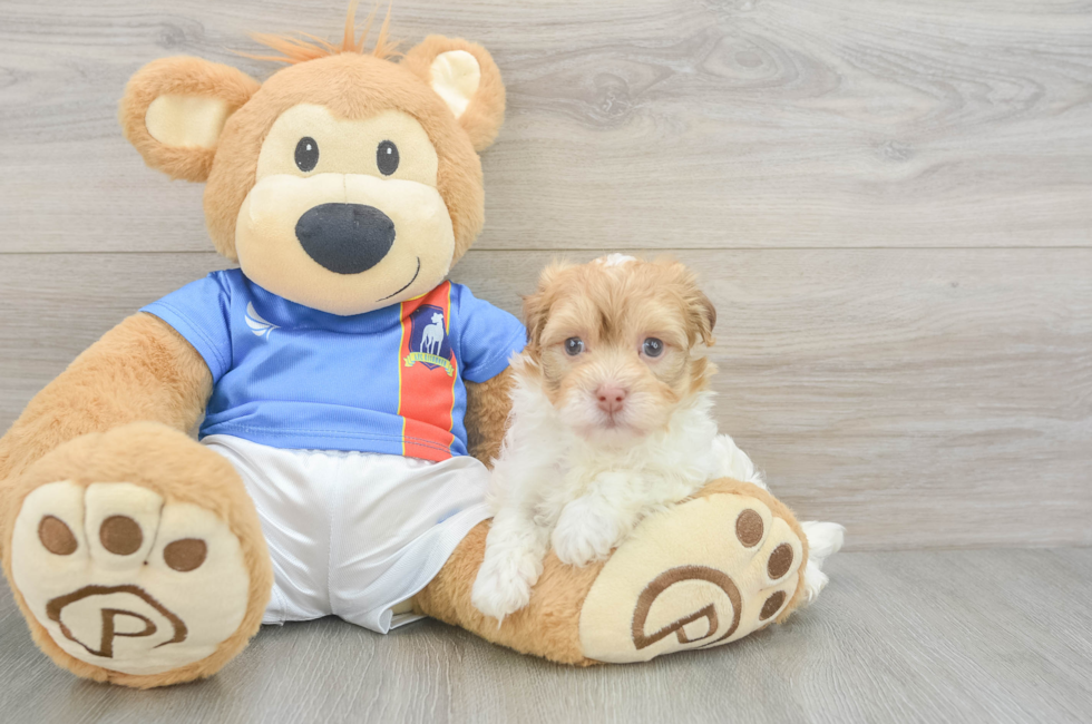 6 week old Havanese Puppy For Sale - Lone Star Pups