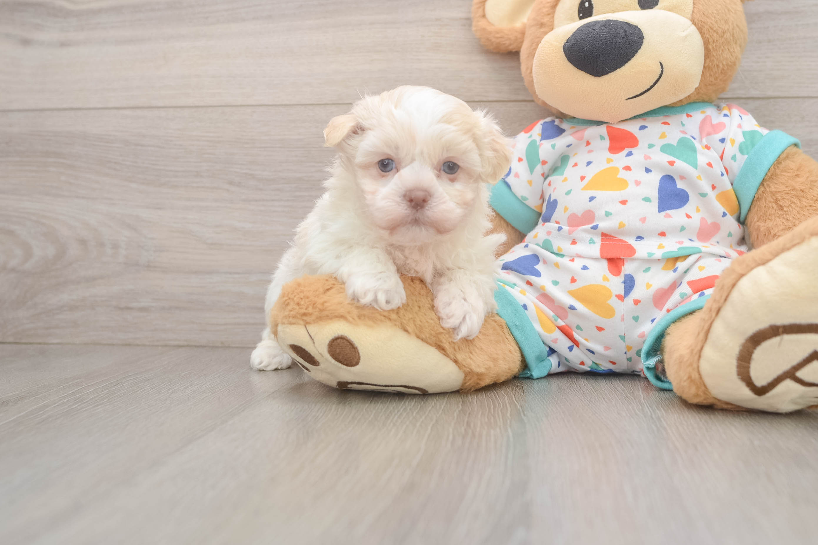 Havanese Pup Being Cute