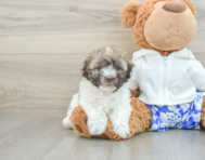 6 week old Havanese Puppy For Sale - Lone Star Pups