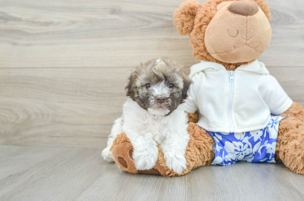 7 week old Havanese Puppy For Sale - Lone Star Pups