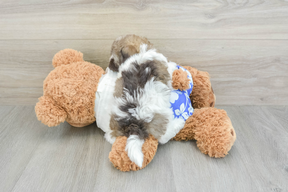 Havanese Pup Being Cute