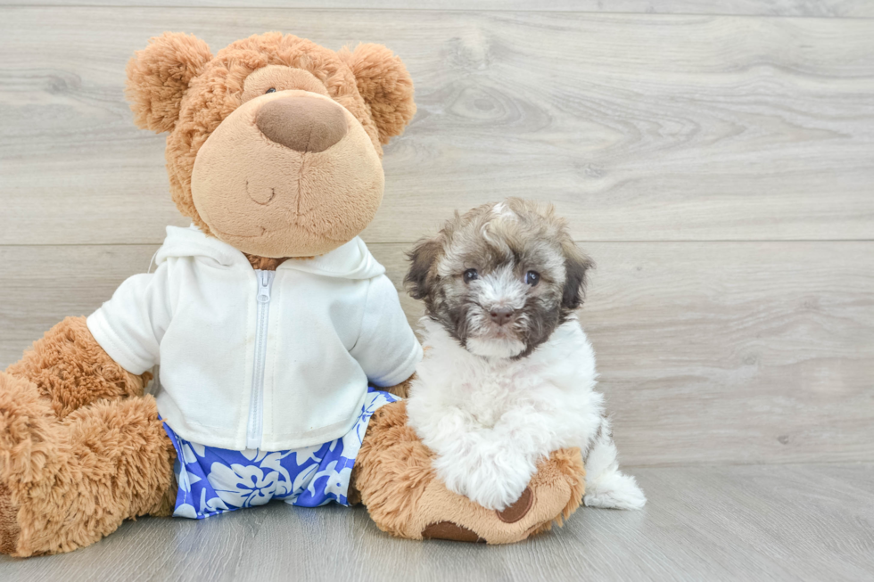 Havanese Pup Being Cute