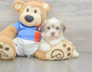8 week old Havanese Puppy For Sale - Lone Star Pups
