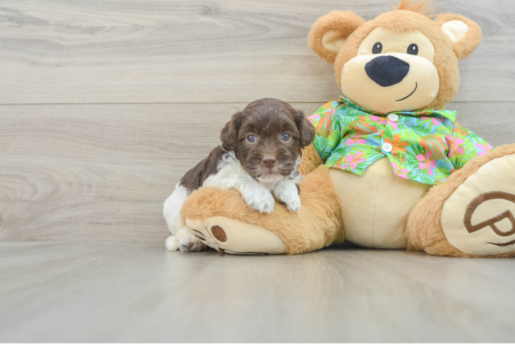 Fluffy Havapoo Poodle Mix Pup