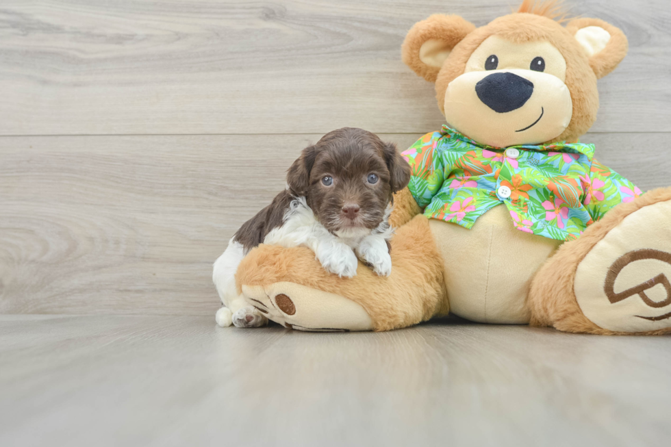 Fluffy Havapoo Poodle Mix Pup