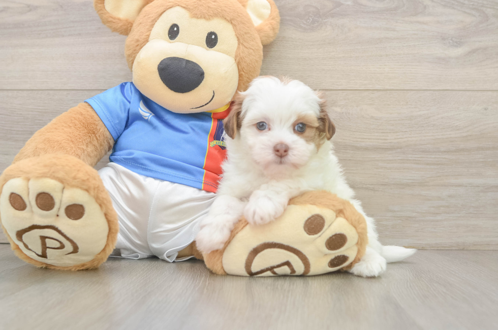 5 week old Havapoo Puppy For Sale - Lone Star Pups
