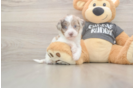 Best Havapoo Baby