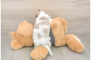 Havapoo Puppy for Adoption