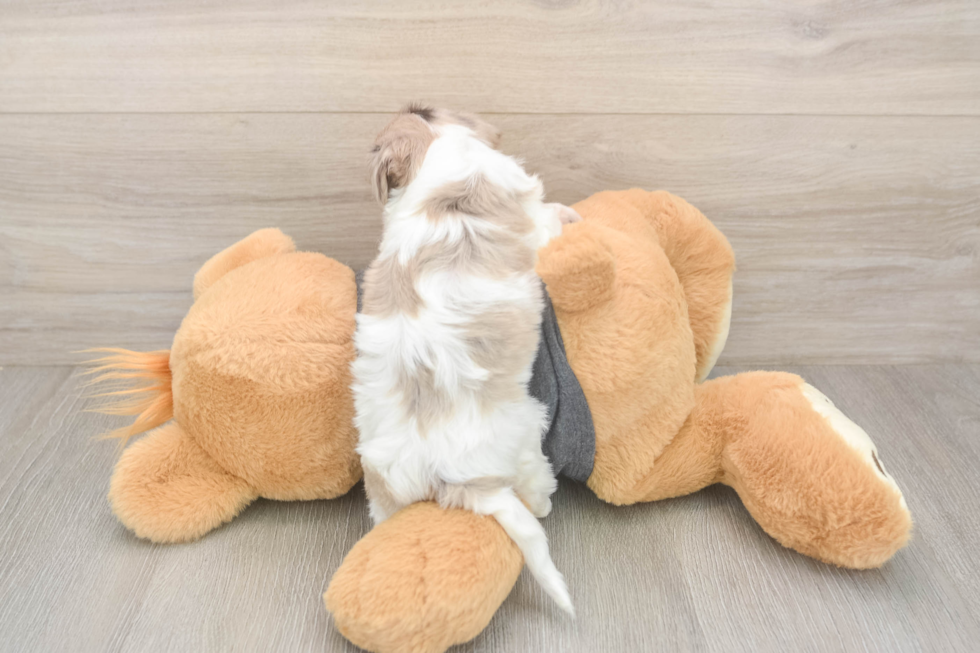 Havapoo Puppy for Adoption