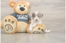 Playful Havadoodle Poodle Mix Puppy