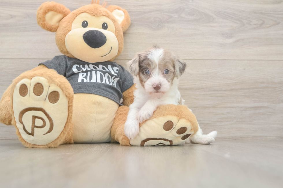 5 week old Havapoo Puppy For Sale - Lone Star Pups