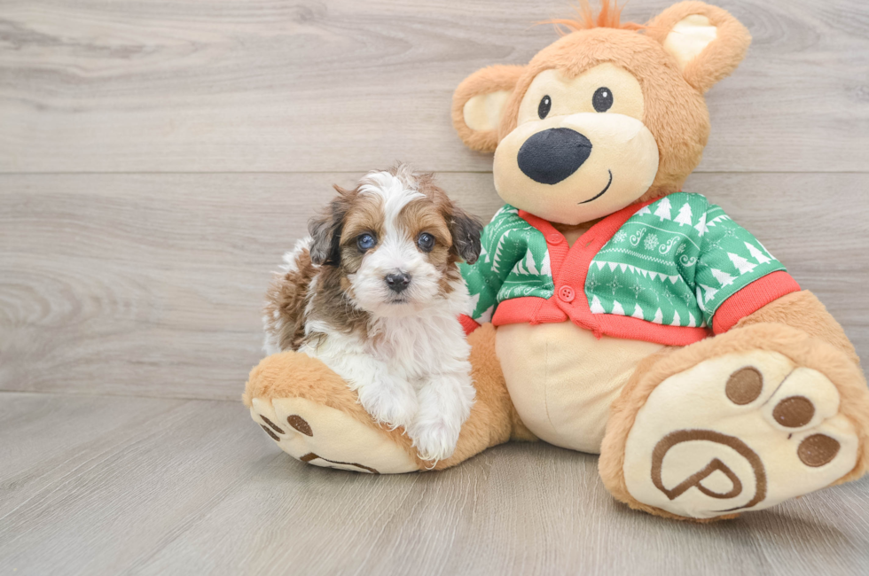 5 week old Havapoo Puppy For Sale - Lone Star Pups