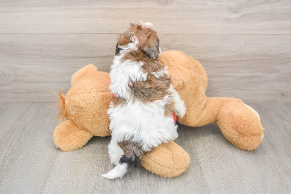 Popular Havapoo Poodle Mix Pup