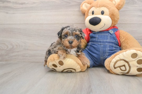 Havapoo Puppy for Adoption