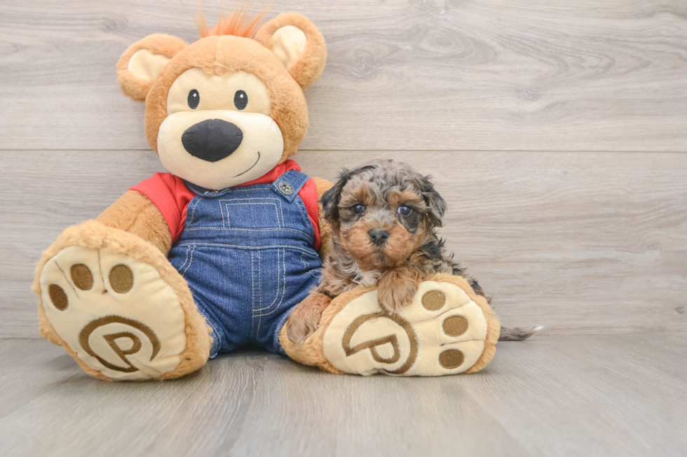 Havapoo Pup Being Cute