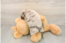 Popular Havapoo Poodle Mix Pup