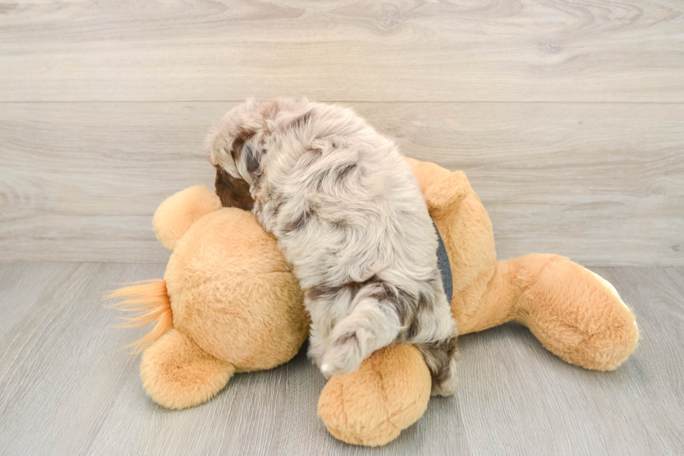 Popular Havapoo Poodle Mix Pup