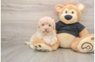 Fluffy Havapoo Poodle Mix Pup