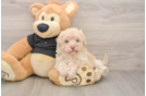Havapoo Pup Being Cute