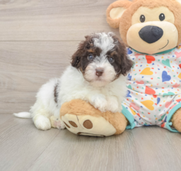 7 week old Havapoo Puppy For Sale - Lone Star Pups
