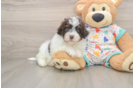 Friendly Havapoo Baby