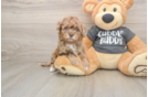 Adorable Havadoodle Poodle Mix Puppy