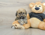7 week old Havapoo Puppy For Sale - Lone Star Pups