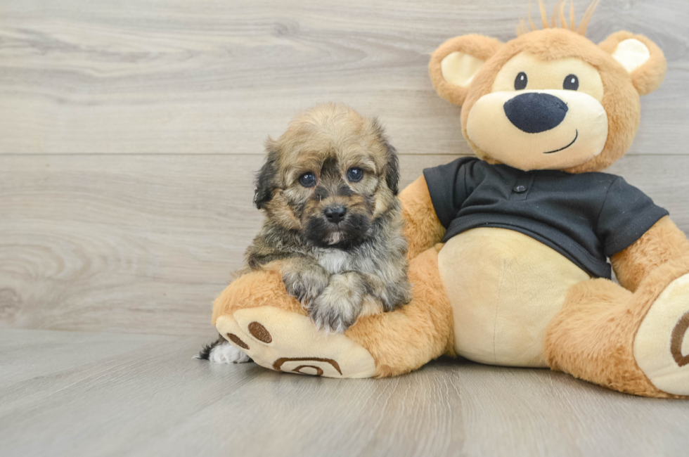 5 week old Havapoo Puppy For Sale - Lone Star Pups