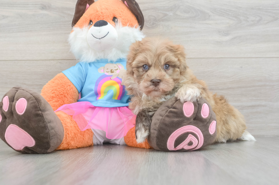 6 week old Havapoo Puppy For Sale - Lone Star Pups