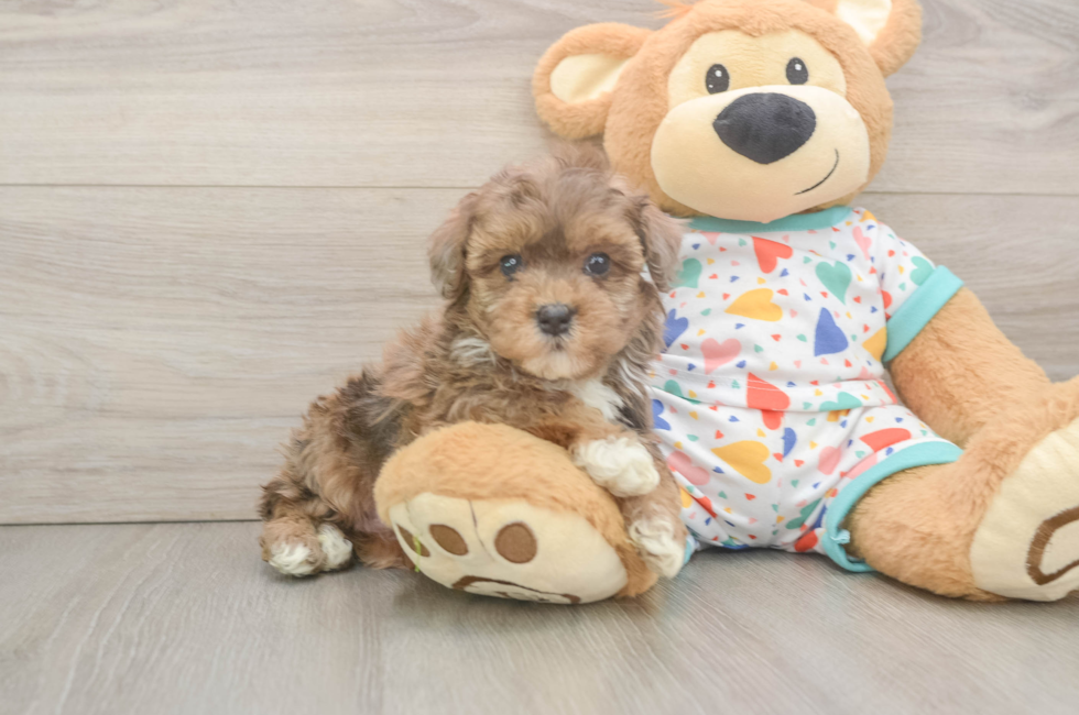 6 week old Havapoo Puppy For Sale - Lone Star Pups