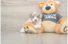 Small Havapoo Baby