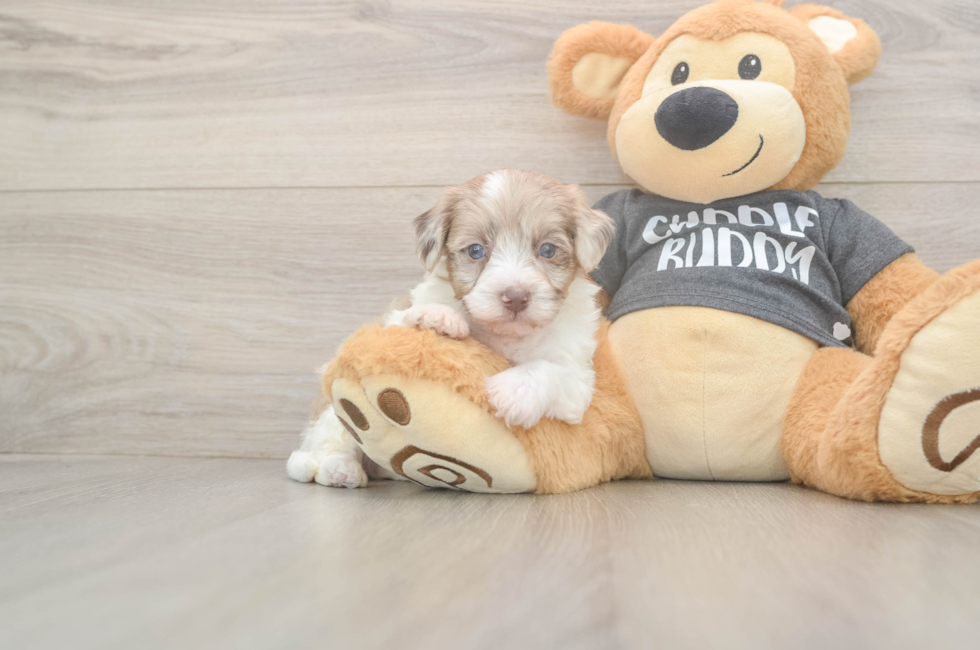 5 week old Havapoo Puppy For Sale - Lone Star Pups