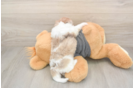 Cute Havapoo Baby