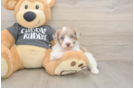 Adorable Havadoodle Poodle Mix Puppy