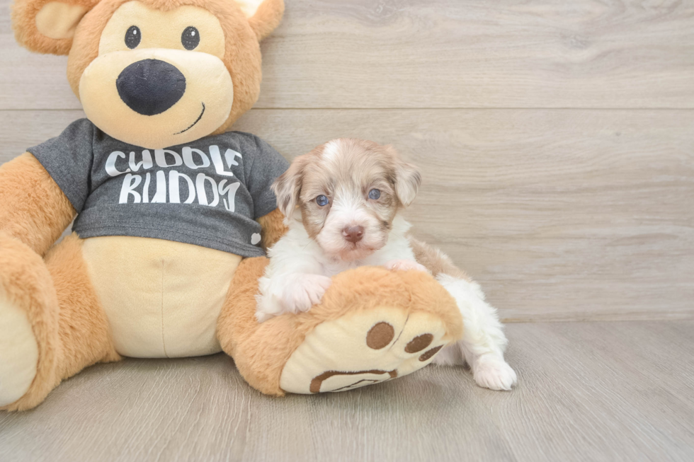 Adorable Havadoodle Poodle Mix Puppy
