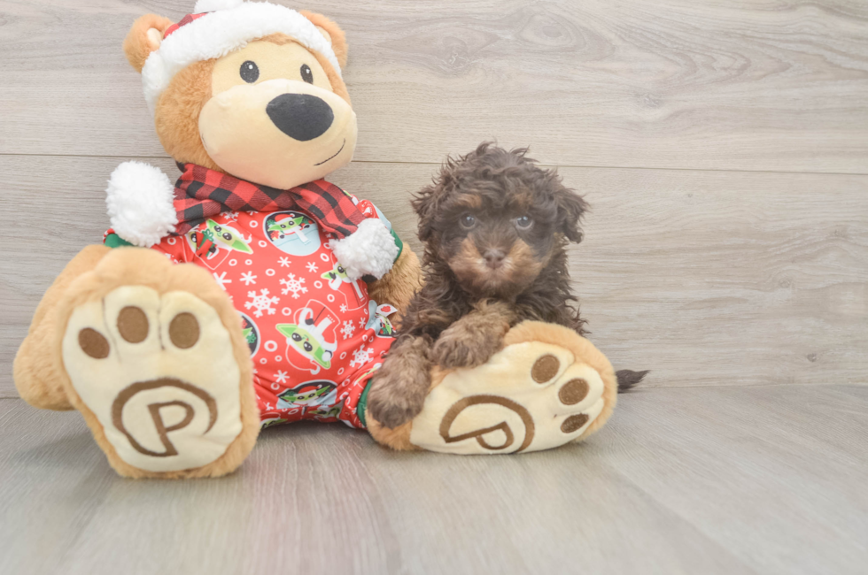 5 week old Havapoo Puppy For Sale - Lone Star Pups