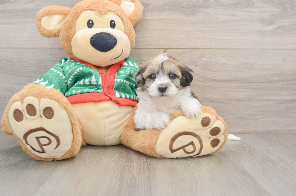 5 week old Havapoo Puppy For Sale - Lone Star Pups